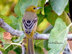 Icterus cucullatus