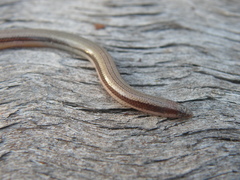 Lerista carpentariae