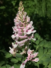 Corydalis caseana
