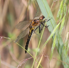 Leucorrhinia frigida