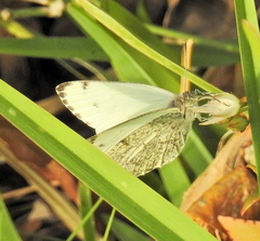 Dixeia charina