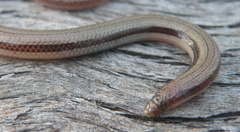 Lerista carpentariae