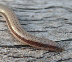 Lerista carpentariae