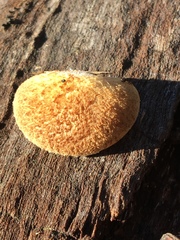 Crepidotus eucalyptorum