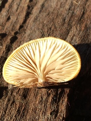 Crepidotus eucalyptorum