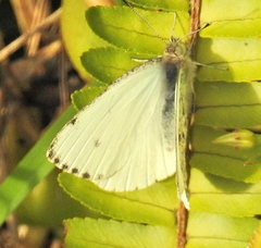 Dixeia charina