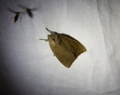 Ipimorpha pleonectusa