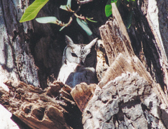 Otus bakkamoena