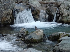 Hymenolaimus malacorhynchos