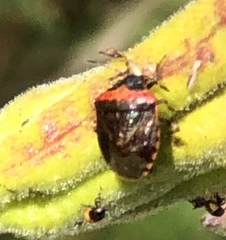 Cosmopepla uhleri