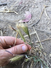 Hordeum murinum leporinum