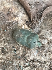 Chlorochroa uhleri