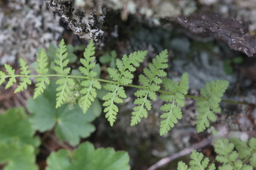 Plummer's woodsia (Woodsia plummerae)