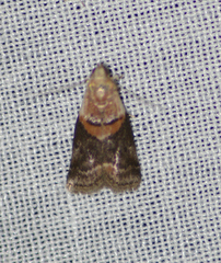 Acrobasis palliolella
