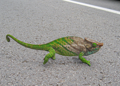 O'shaughnessy's Chameleon photo 2