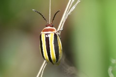 Kuschelina floridana