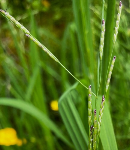 Glyceria leptostachya, 2024-06-28