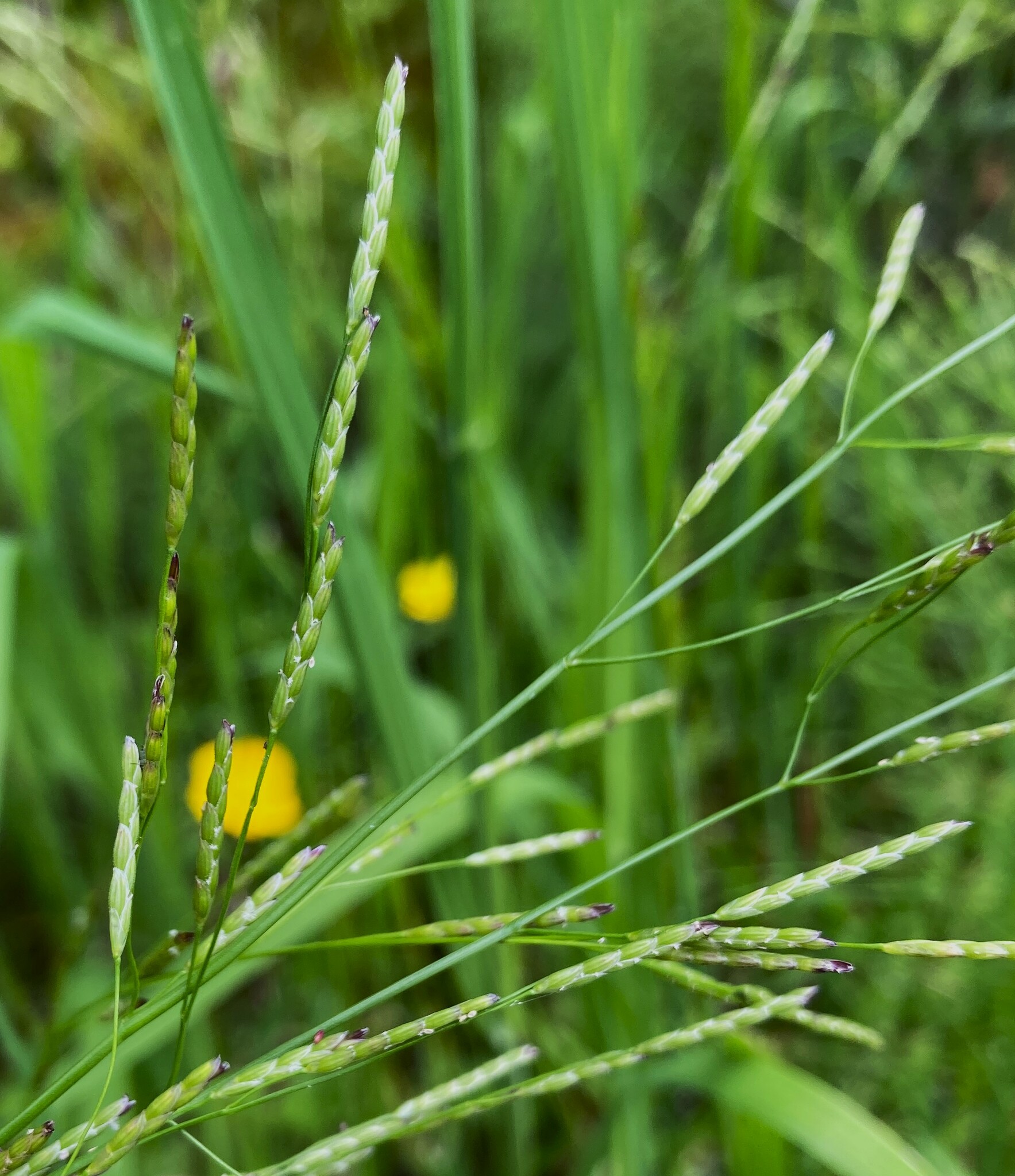 Glyceria leptostachya