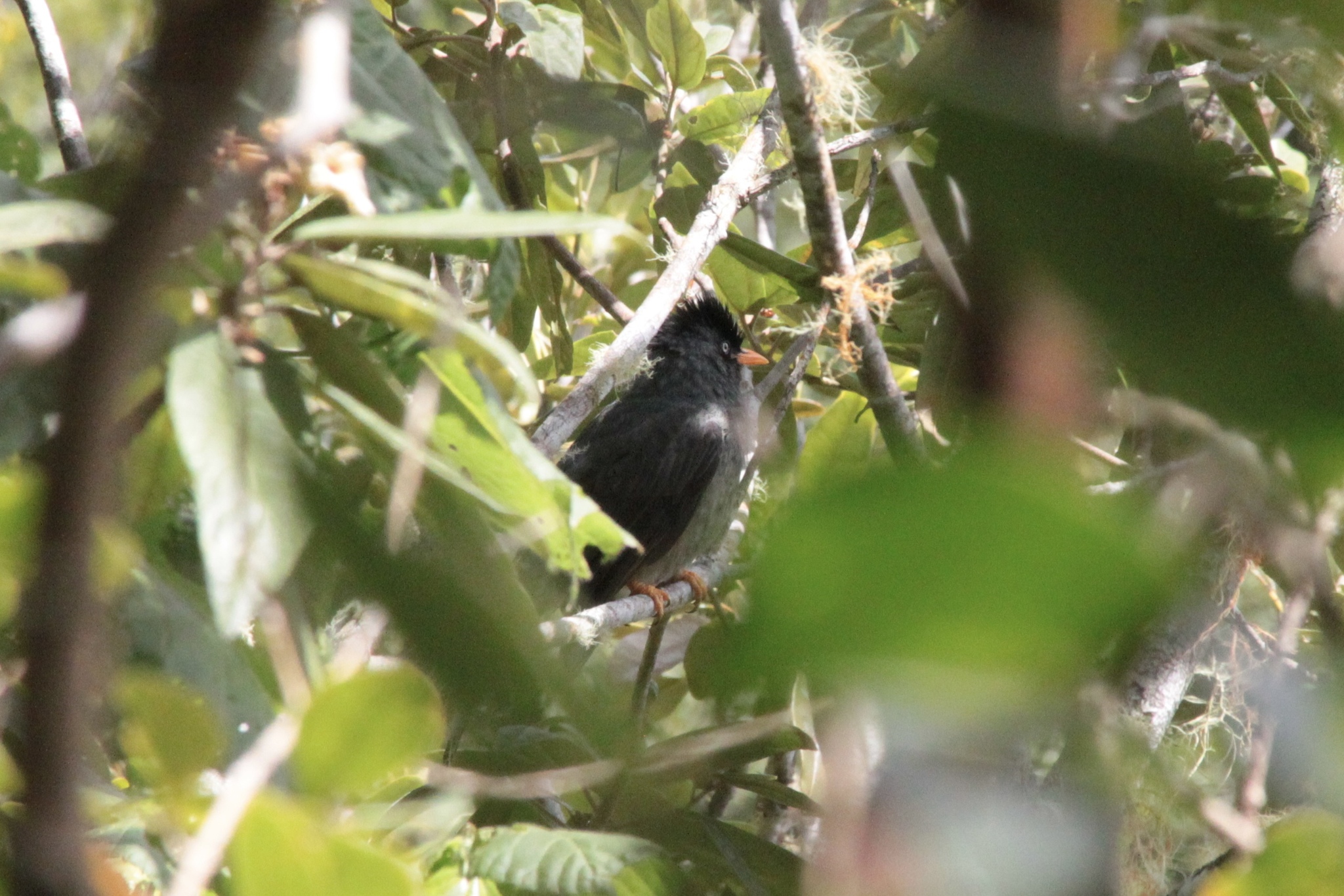 Reunion Bulbul (Hypsipetes borbonicus), photo 5