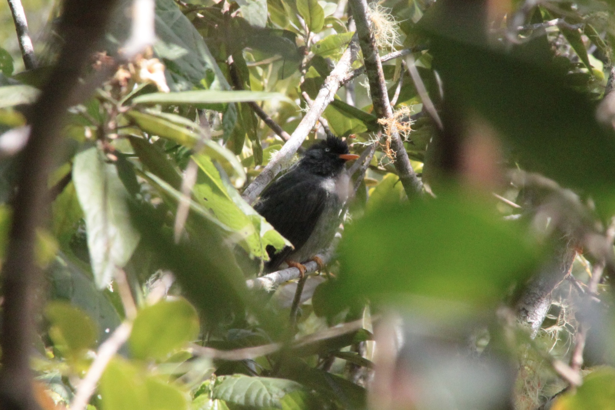 Reunion Bulbul (Hypsipetes borbonicus), photo 3