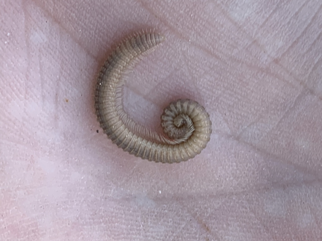 Colactidinae