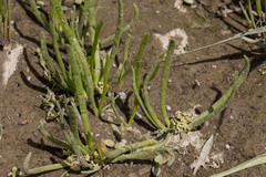 Lilaeopsis occidentalis