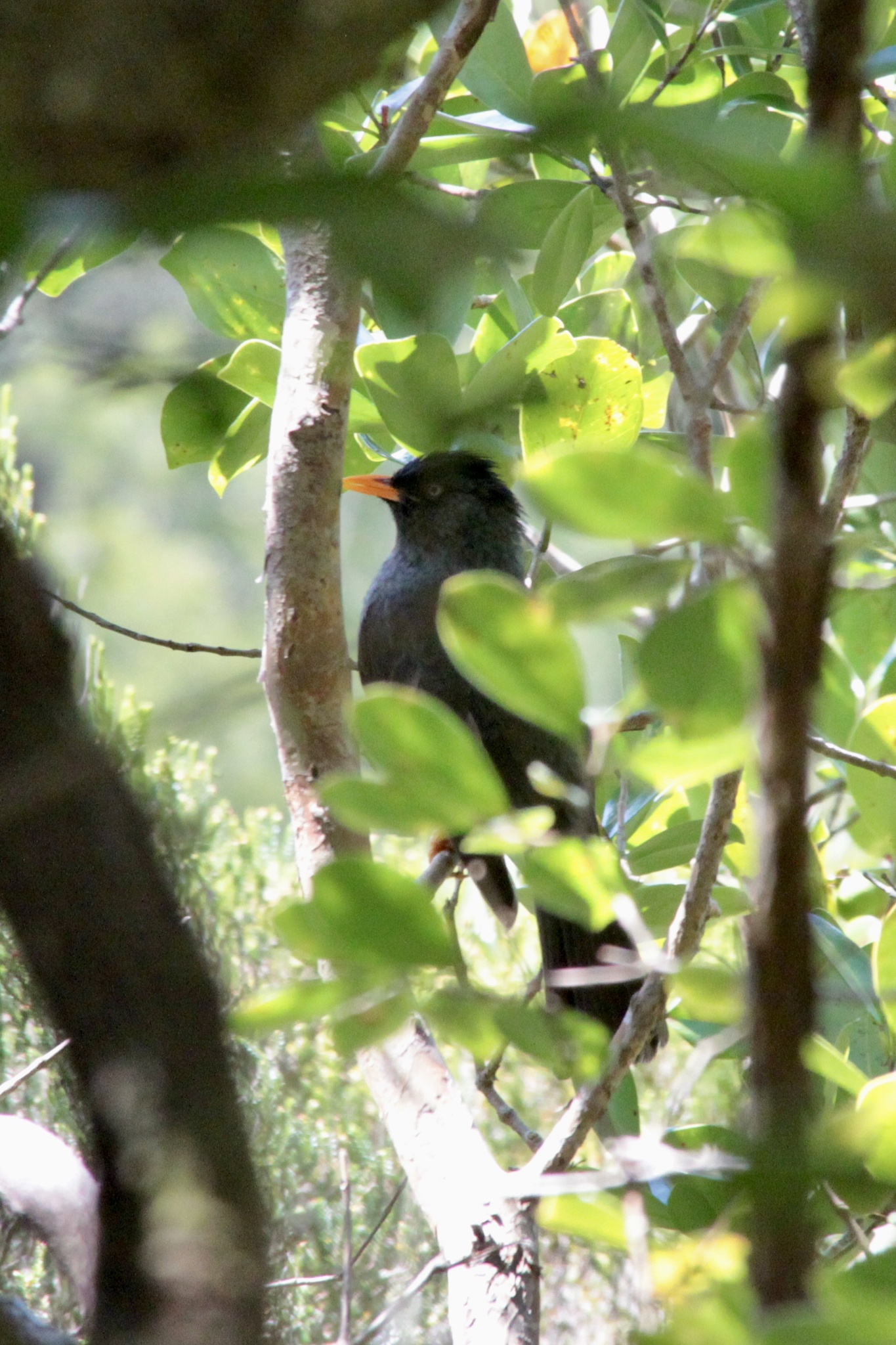 Reunion Bulbul (Hypsipetes borbonicus), photo 7