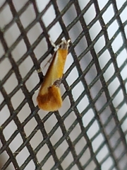 Batia lunaris