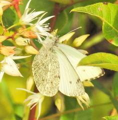 Dixeia charina
