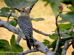 Melanerpes uropygialis
