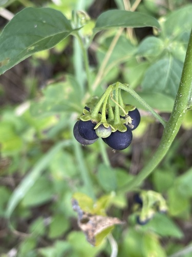 Solanum nigrescens
