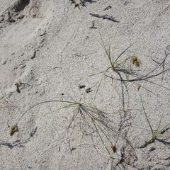 Carex sabulosa