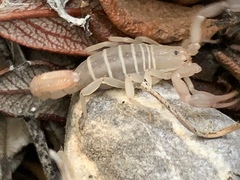 Pseudouroctonus peccatum