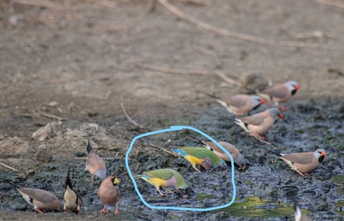 Gouldian Finch (Chloebia gouldiae), photo 10