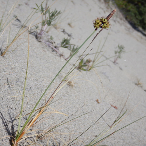 Carex supina ssp. spaniocarpa