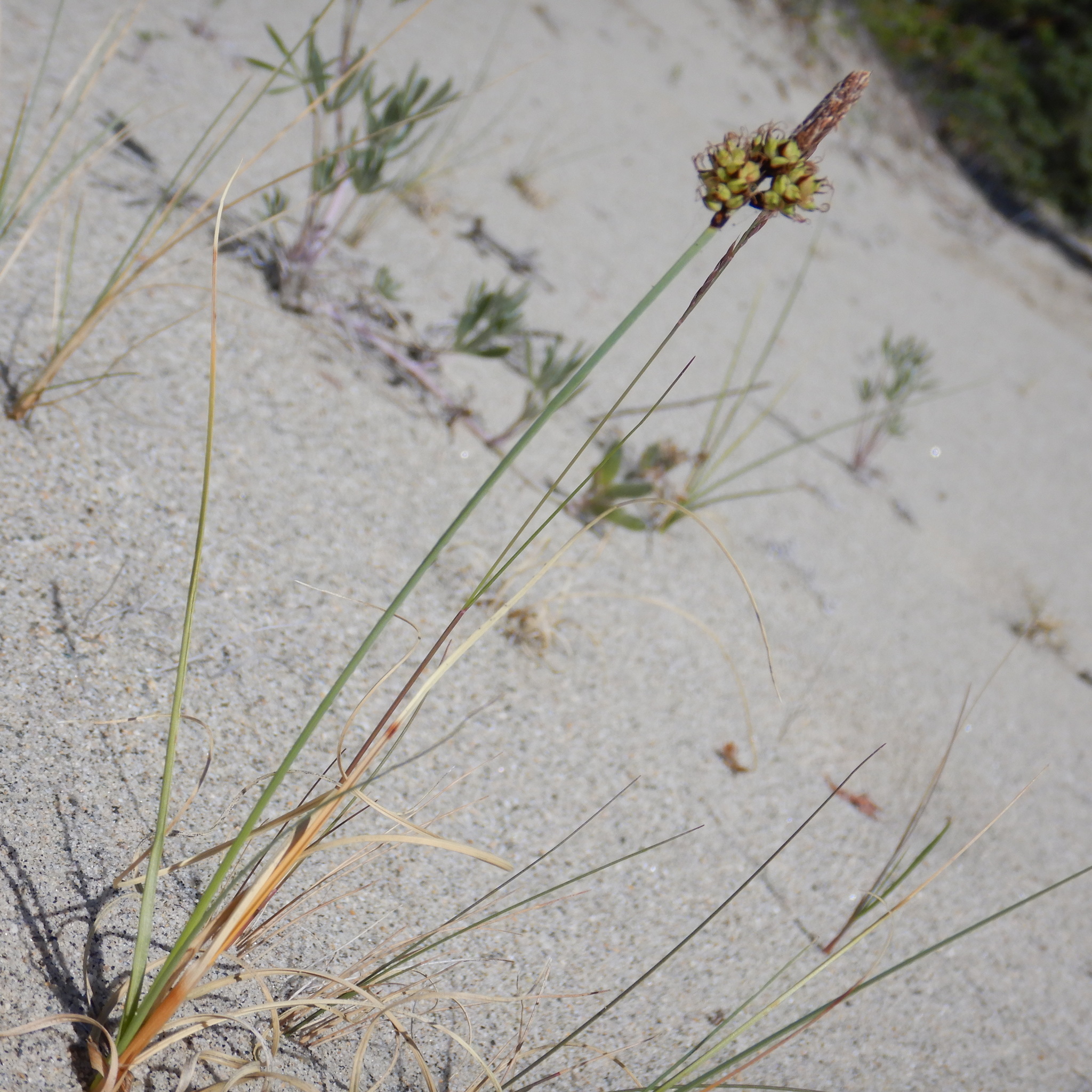 Carex supina ssp. spaniocarpa