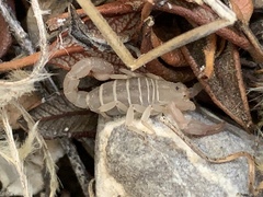 Pseudouroctonus peccatum