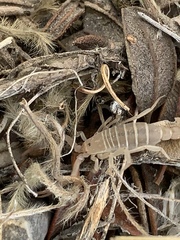 Pseudouroctonus peccatum