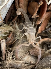 Pseudouroctonus peccatum