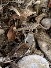 Pseudouroctonus peccatum