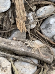 Pseudouroctonus peccatum