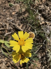 Tetraneuris argentea