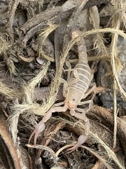 Pseudouroctonus peccatum