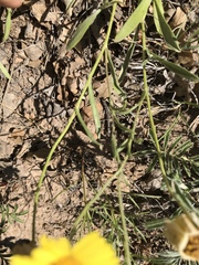 Tetraneuris argentea