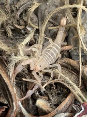 Pseudouroctonus peccatum