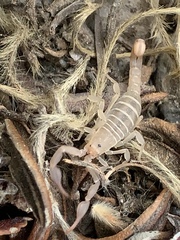 Pseudouroctonus peccatum