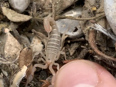 Pseudouroctonus peccatum