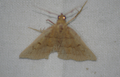 Chytolita morbidalis