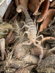 Pseudouroctonus peccatum