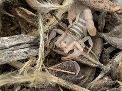 Pseudouroctonus peccatum